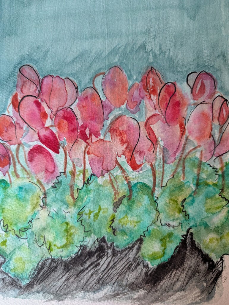 cyclamens - watercolor and ink
