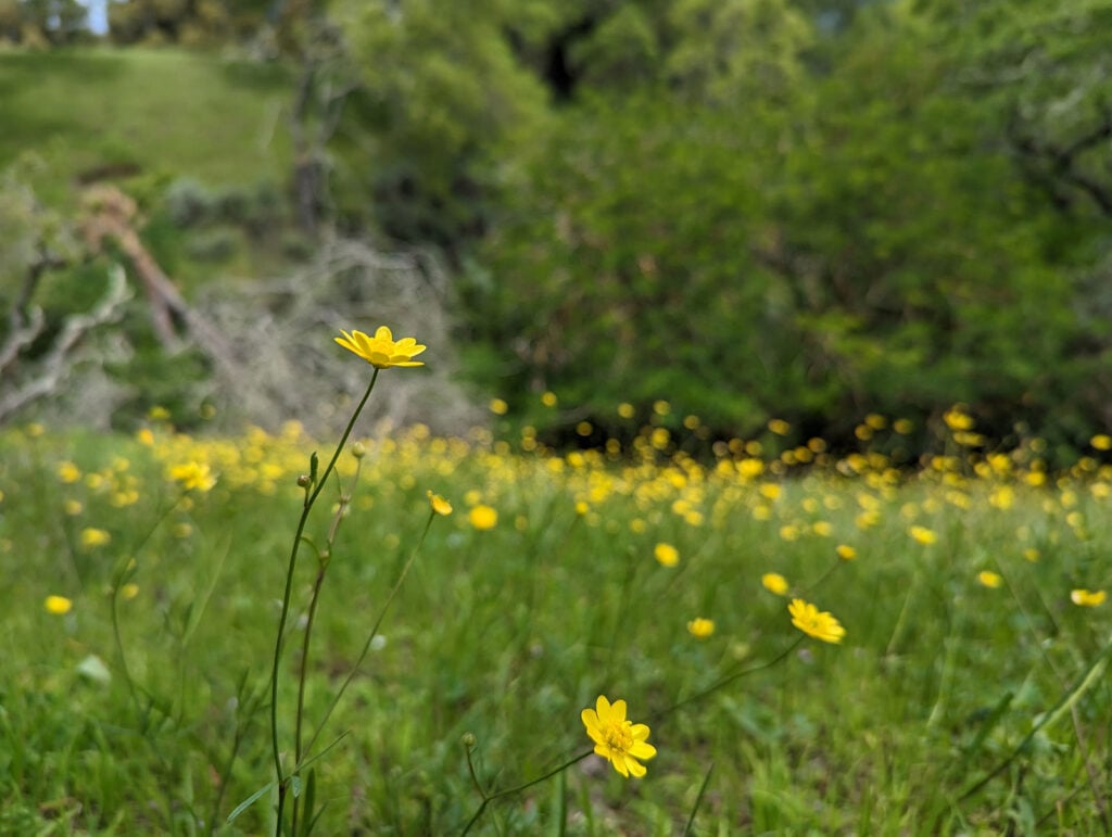 closeup of yellow buttercup flowers