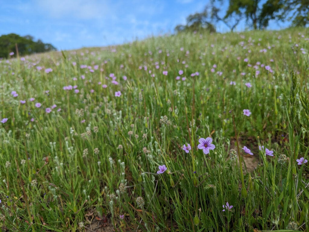 tiny purple wildflowers in a field