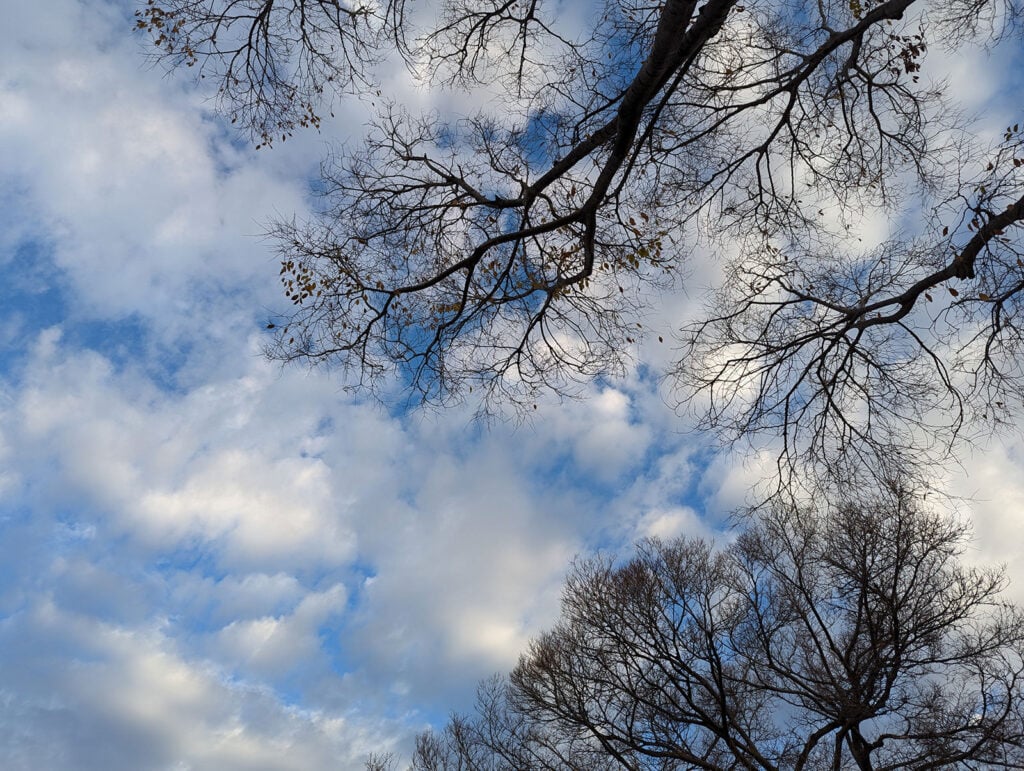 looking up at the trees and the sky