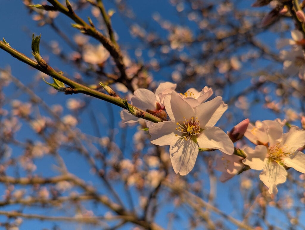 cherry blossoms closeup
