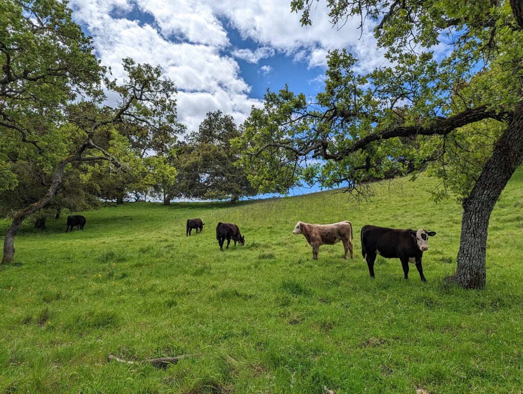 cows grazing in a field